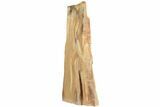 Tall, Polished Petrified Wood Stand Up (Rip-Cut) - Texas #193639-1